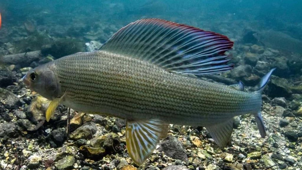 Fly Fishing Mongolia